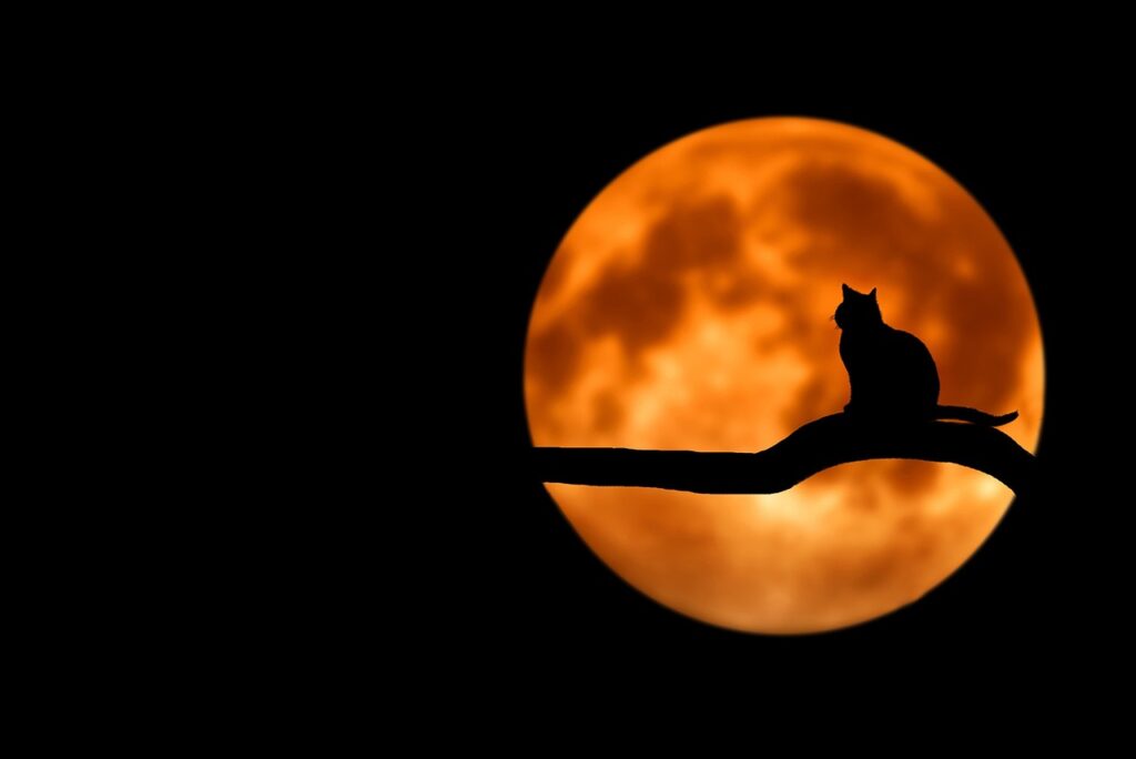 夜の満月と猫